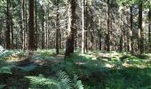 Tocht Stappen Bagnoles-de-l'Orne-Normandie - Bagnols  - Photo 1