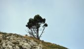 Tocht Stappen Saint-Agnan-en-Vercors - Aiguillette ou Petit Veymont par la Coche - Grande Cabane - Photo 4