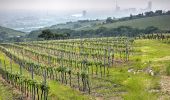 Tour Zu Fuß Unbekannt - Kahlenbergerdorfer Weinrundwanderweg - Photo 8