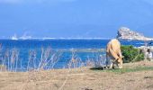 Randonnée Marche Santo-Pietro-di-Tenda - Le sentier côtier entre la plage de Seleccia et celle de Lotu - Photo 3