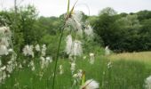 Trail On foot Mandelbachtal - Bliesgau Tafeltour - Photo 1