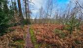 Tocht Stappen Vielsalm - Balade à Salmchateau - Photo 5