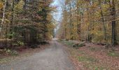 Tour Wandern Saint-Hubert - Awenne (Saint-Hubert)  - Photo 3