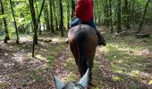 Trail Horseback riding Bastogne - Livarchamps 18/09/2022 - Photo 6