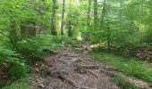 Trail Walking Spa - artistes . nelis . geronster . meyerber . artistes  - Photo 16