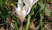 Tocht Te voet Moggio - Moggio - Rifugio Nicola (via Baite di Faggio) - Photo 9