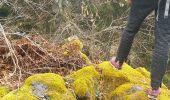 Trail Walking Pradelles - Tour sommets live de Pradelles  - Photo 1