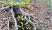 Randonnée Marche Aywaille - autour de dieupart et sougné par le 2 versants - 2e version - Photo 2