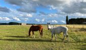 Tocht Stappen Asse - Asbeek 8 km - Photo 1