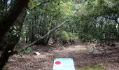 Percorso A piedi Volterra - Monte Nero e la gola del torrente Strolla - Photo 3