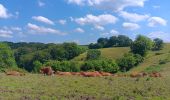 Randonnée Marche Comblain-au-Pont - oneux . hoyemont . chambrale . oneux  - Photo 9