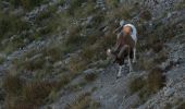 Percorso A piedi Mont-Dore - Le Puy de Sancy - Photo 2
