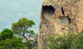 Tour Wandern Calvi - Calvi - Capu di a Veta - Croix des autrichiens - Photo 6