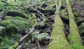 Tour Wandern Weismes - robertville . barrage . nez de napoléon.  reinhardstein . barrage . pont . robertville - Photo 18