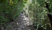 Trail Walking Le Robert - randonnée pointe banane - Photo 5