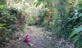 Tocht Stappen Grand'Rivière - Boucle Fonds Moulin - Photo 16