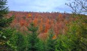 Trail Walking Saint-Hubert - Balade à Mirwart - Photo 18