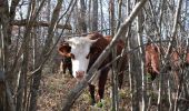 Tocht Stappen Le Broc - Mouton d'Anou par le Broc - Photo 3