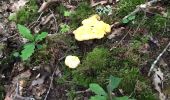 Trail Walking Robert-Espagne - Champignons trois fontaine  - Photo 1