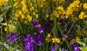 Trail Walking Recoules-d'Aubrac - Au temps des fleurs et des genêts - Photo 9