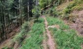 Trail Horseback riding Turquestein-Blancrupt - randonnée turquestein direction Celles-sur-Plaine  - Photo 7