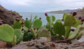 Tour Wandern Port-Vendres - anse des paulliles - cap bear via les vignes retour par le chemin côtier - Photo 3