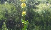 Trail Walking Saint-Priest-la-Prugne - Col de la Charme - Photo 11