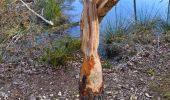 Tocht Stappen Stoumont - 20250309 - TOTEMUS RAHIER - - Photo 18