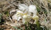 Tour Wandern Cuges-les-Pins - Cuges les Pins - Jas de Sylvain  - Photo 6