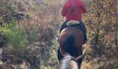 Tour Reiten Neufchâteau - Quadrillage du bois d’Ospau - Photo 4