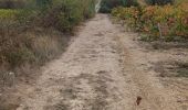 Trail Walking Moux - Sur les pas de Roland - Signal d'Alaric - La Caune  - Photo 19