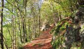 Trail On foot Veldenz - Moselsteig Seitensprung : Graf Georg Johannes Weg - Photo 3
