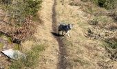 Trail Horseback riding Habay - Marbehan côté Thibessart - Photo 8