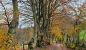 Tocht Stappen Waimes - 2023-11-10_22h16m17_t119964214_sur les versants de la warchenne w10.gpx.xml - Photo 1