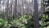 Tour Zu Fuß Gemeinde Ternitz - Pottschach Bahnhof - Buchbach - Gasteil - Pottschacher Hütte - Photo 8