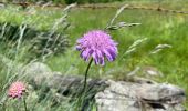 Trail Walking Recoules-d'Aubrac - Au temps des fleurs et des genêts - Photo 3