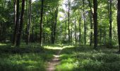 Trail Walking Dampleux - en forêt de Retz_82_sur les Routes de la Bruyère aux Loups et de la Chrétiennette - Photo 16
