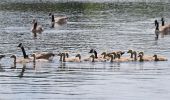 Tour Wandern Eijsden-Margraten - 20240523 - Balade ornithologique Oost Maarland - 2.2 Km - Photo 6