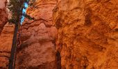 Percorso Marcia Unknown - 2024 Bryce Canyon Queen's Trail - Photo 13