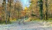 Randonnée Marche Saint-Jean-aux-Bois - en forêt de Compiègne_44_sur les Routes du Moulin et de Berne - Photo 17