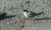 Tocht Te voet Almancil - PP Ria Formosa - Photo 5