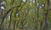 Tour Zu Fuß Renkum - Hoog Oorsprong-Zilverberg-route - Photo 7