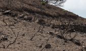 Tocht Te voet Pantelleria - Bagno Asciutto di Benikulá - Favara Grande - Tráçino - Photo 4