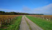 Trail Walking Vernou-sur-Brenne - Vaugondy Vernou - Reugny - 24.9km 315m 5h30 (30mn) - 2022 11 13 - Photo 2