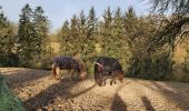 Trail Walking Saint-Pierre-de-Cormeilles - St Pierre de Cormeille - Photo 17