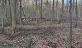 Percorso Marcia Watermael-Boitsfort - Watermaal-Bosvoorde - promenade matinale a boisfort - Photo 16