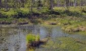 Tour Zu Fuß Holzminden - LLR - Hochmoor - Photo 3