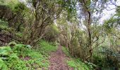 Excursión Senderismo Horta (Angústias) - Horta, Faial: Monte Queimado et Monte da Guia (PRC 08 FAI) - Photo 3