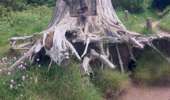 Trail Walking Perros-Guirec - PLOUMANAC DEP. RUE ST GUIREC - Photo 3