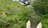 Excursión Paseo ecuestre Neufchâteau - Bois d’Ospot depuis les pompiers - Photo 5